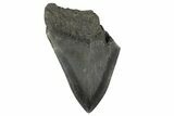 Partial Fossil Megalodon Tooth - Serrated Blade #332321-1